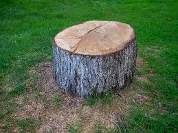 Best Tree Cabling and Bracing  in Geneva, IL