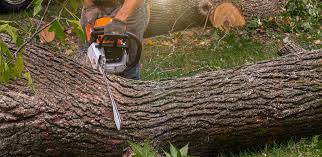 Best Grass Overseeding  in Geneva, IL