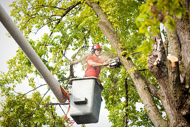 Professional Tree Services in Geneva, IL
